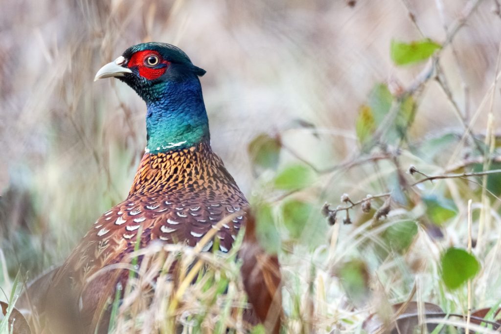 Pheasant