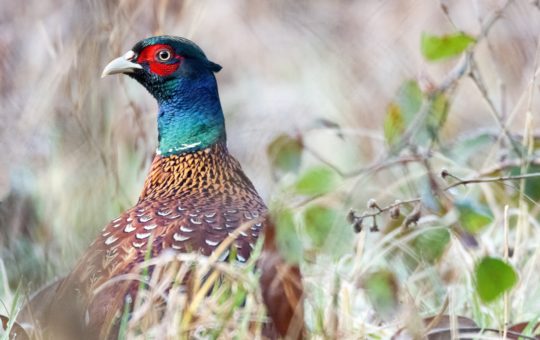 Pheasant