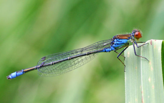 A small red-eyed damselfly