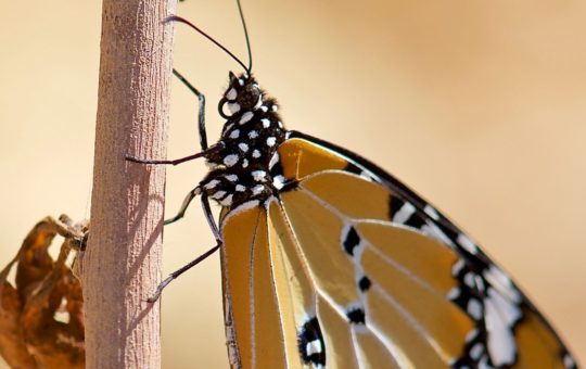 A monarch butterfly