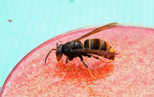 An Asian hornet on a dish of a pink substance