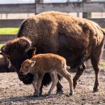 A mother bison with her newborn calf