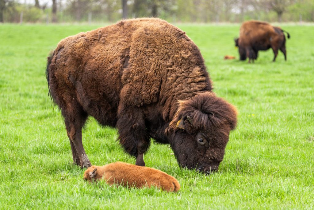 First bison of 2024