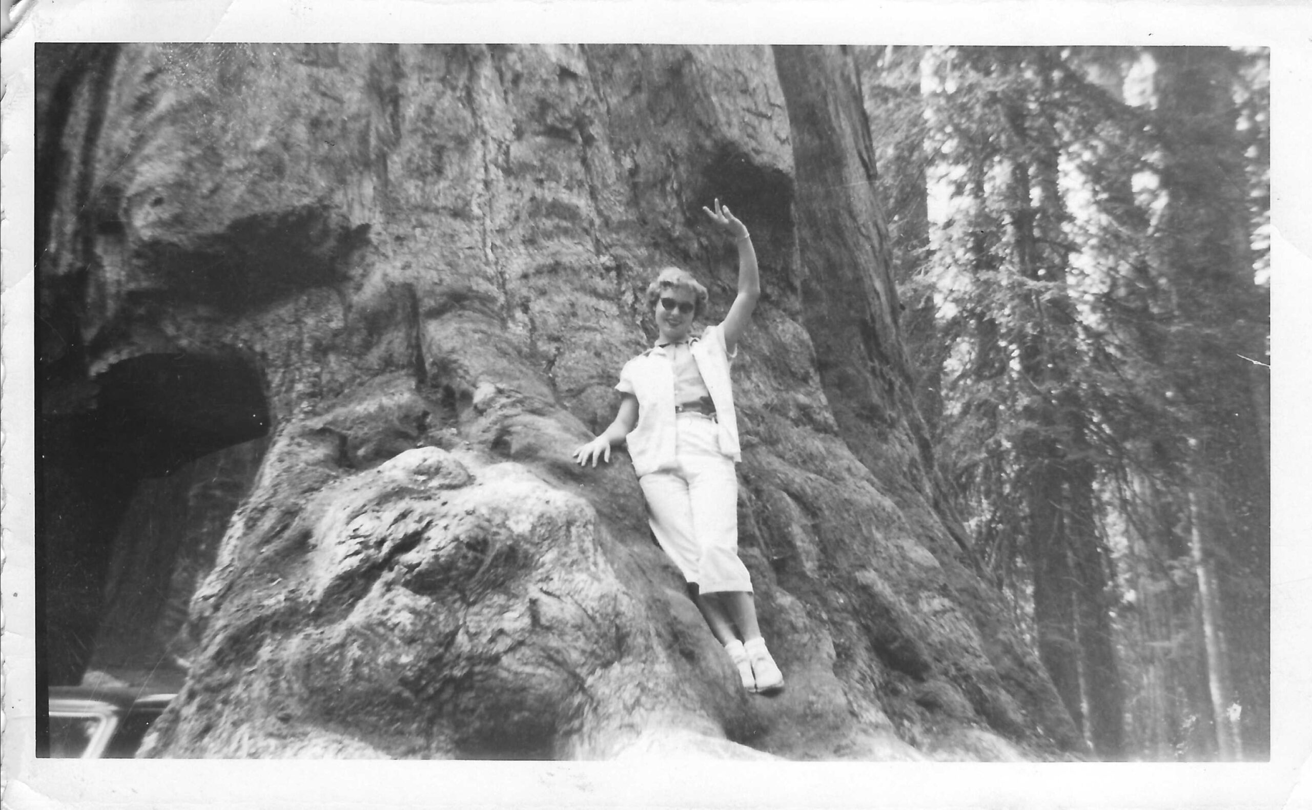 Marilyn Wattenbarger at the Wawona tree