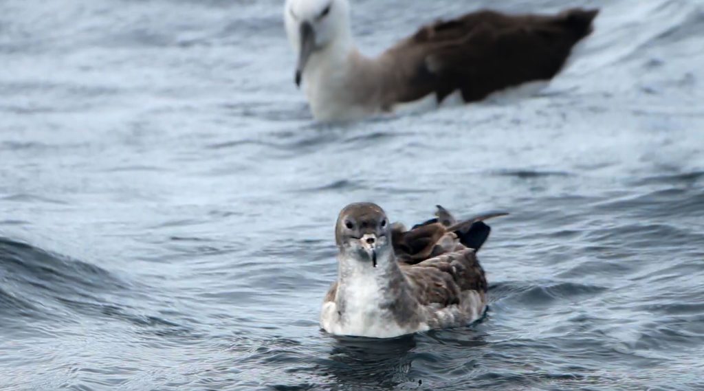 Pink-footed Shearwater