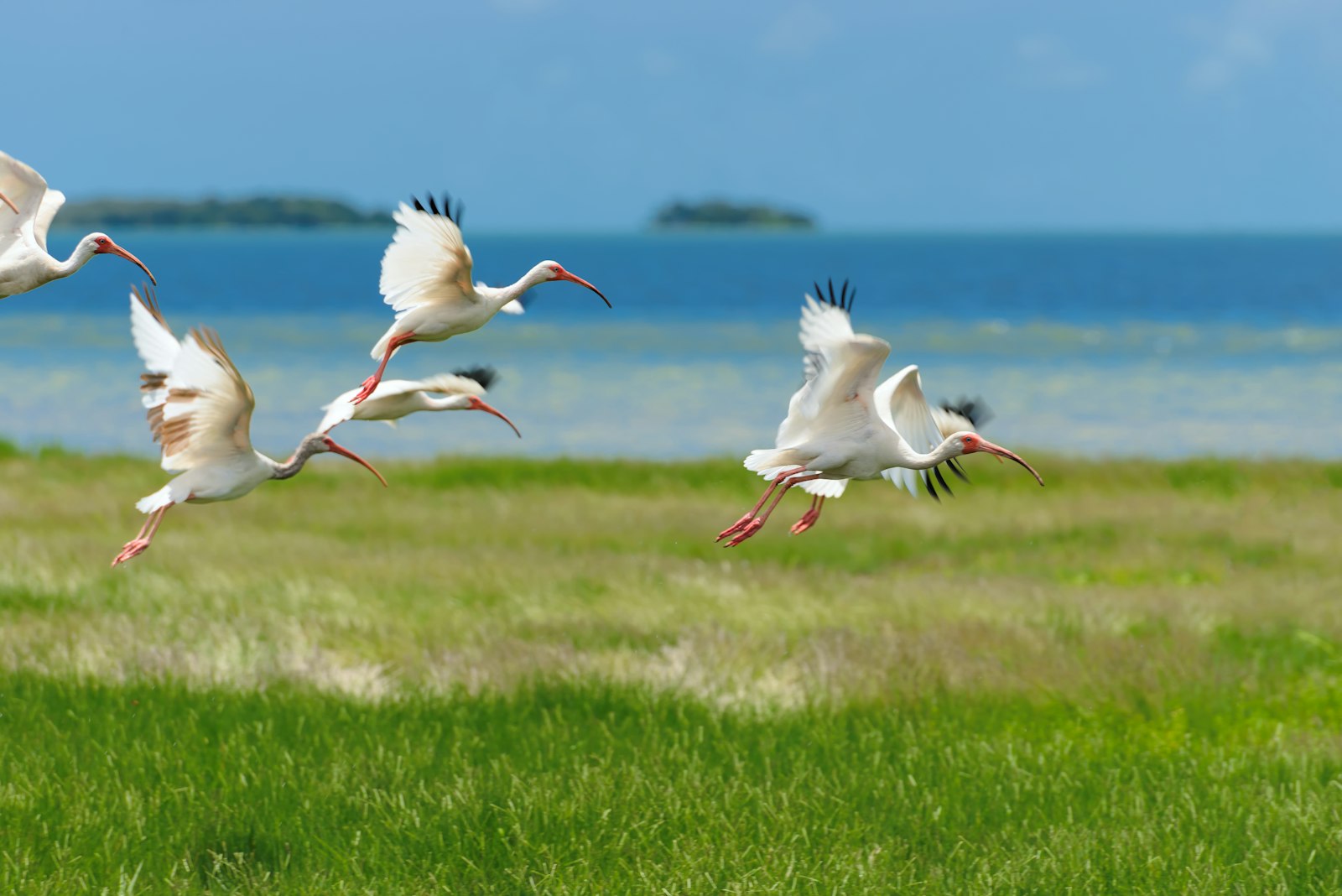 A flock of herons fly low over marsh lands