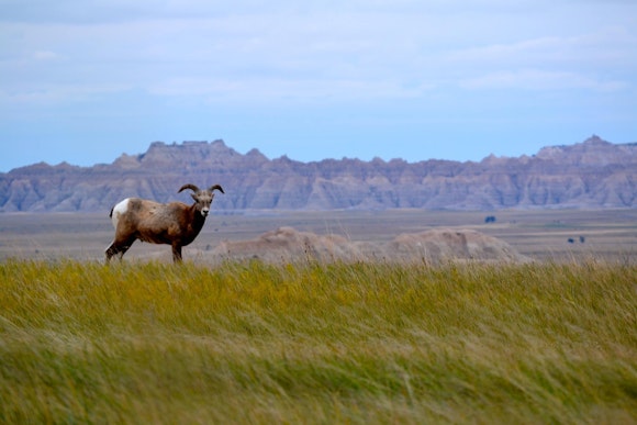 Desert bighorn sheep in a warm plain landscape