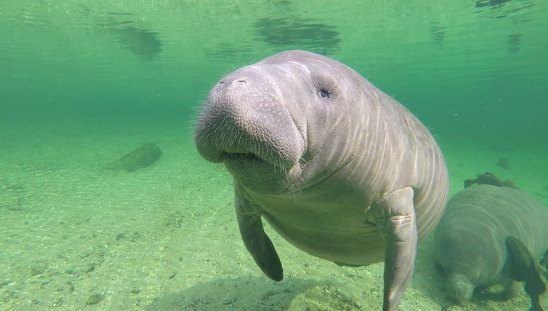 Manatee underwater