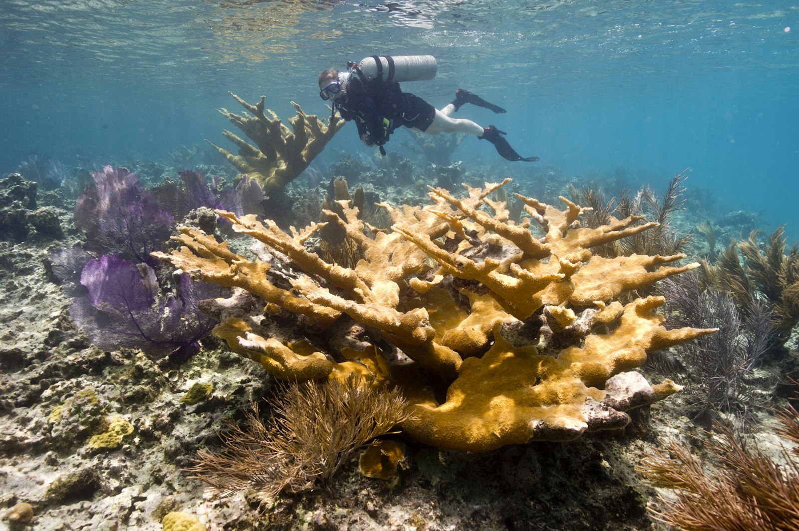 Underwater, a scuba diver glides over a coral reef