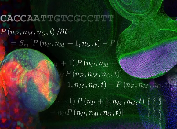 A collage of images showing magnified views of organisms including the brain of a fruit fly larva, the cells and structure of a fruit fly eye, and equations describing some of the biological processes involved.