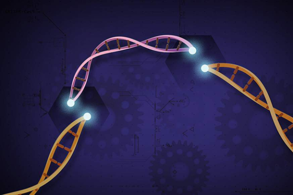 CRISPR is a tool that lets scientists cut and insert small pieces of DNA at precise areas along a DNA strand, enabling scientists to study genes in a targeted way.