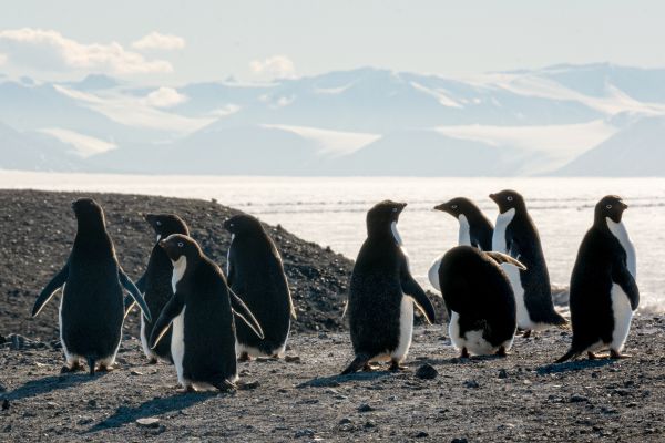 Penguins