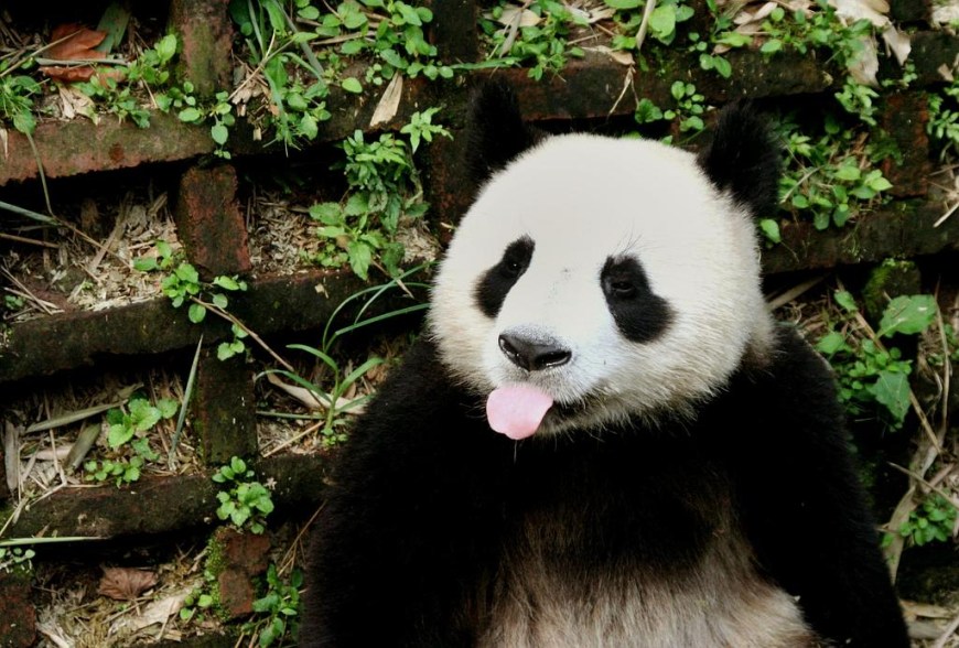 PANDA131307–1024×693.jpg