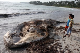 Dead Whale Found Washed Up On The Shores Of Bintan