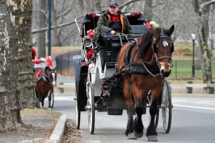 horse carriages