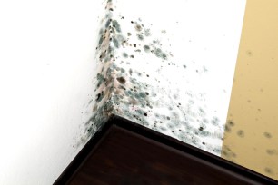 Stock image illustrates clumps of mold rings.