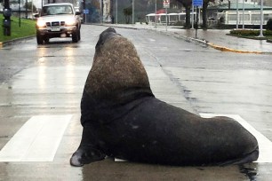 sea lion crosses the road