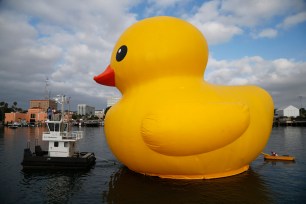 A giant inflatable rubber duck installation by Dutch artist Florentijn Hofman floats through the Port of Los Angeles as part of the Tall Ships Festival, in San Pedro, California August 20, 2014. The creation, which is five stories tall and five stories wide, has been seen floating in various cities around the world since 2007. REUTERS/Lucy Nicholson (UNITED STATES - Tags: MARITIME SOCIETY TPX IMAGES OF THE DAY)