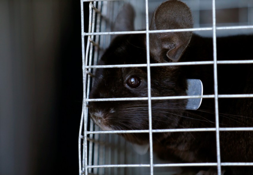 A chinchilla waits in its new cage after Hollywood mogul and co-creator of The Simpsons, Sam Simon, financed the purchase of a chinchilla farm business in order to rescue over 400 of the animals and shutter the business in Vista, California August 19, 2014. In what all parties described as a "win-win" deal, 90-year-old owner Lurlie Adams was able to offload the farm she did not want any more to Simon for $50,000. And the 425 chinchillas were moved to much larger cages while awaiting adoption. Picture taken on August 19, 2014. REUTERS/Mike Blake (UNITED STATES - Tags: ANIMALS ENTERTAINMENT ENVIRONMENT SOCIETY BUSINESS)