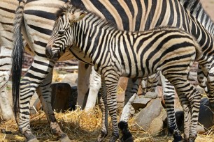 Plains zebra baby Ubangi stands next to his mother Elena at the zoo in Dresden, eastern Germany, on August 1, 2014. Ubangi was born on June 30, 2014 at the zoo. AFP PHOTO / DPA / MATTHIAS HIEKEL / GERMANY OUT (Photo credit should read MATTHIAS HIEKEL/AFP/Getty Images)