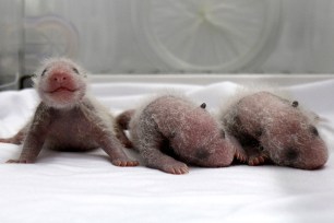 Newborn giant panda triplets, which were born to giant panda Juxiao, are seen inside an incubator at the Chimelong Safari Park in Guangzhou, China on August 9.