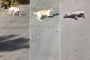 Google's Street View car ran over and killed a dog?
