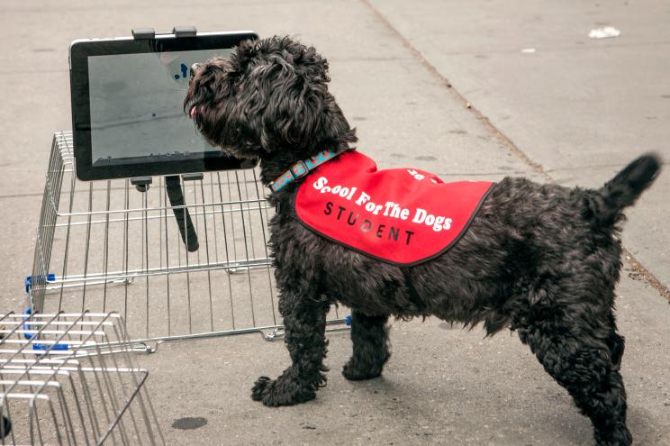 Amos operates an iPad for treats at the School for the Dogs class.