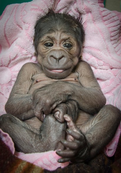 In this photo provided by the Oklahoma City Zoo, a a female Western lowland baby gorilla who was born in the early hours of Saturday, Aug. 16, 2014, inside a Great EscApe day room to mother Ndjole (pronounced In-jolee) and father Togo (pronounced Toe-go), is pictured at the zoo August 17, 2014, in Oklahoma City. (AP Photo/Oklahoma City Zoo, Dr. Jennifer DAgostino