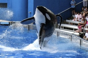 Tillikum, a killer whale at SeaWorld