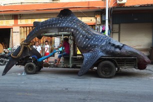 A chinese fisherman drags a whale shark on a tractor to a wholesale seafood market in Xiangzhi township in Quanzhou, east China's Fujian province on August 1.