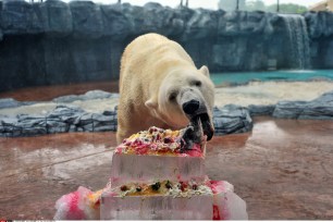 A polar bear enjoys a birthday cake made of salmon and fruit in Singapore.