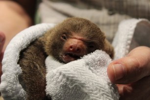 STOCKHOLM 2015-01-20 The newborn twins of a sloth named "Lillan" are seen at the Skansen Aquarium Zoo in Stockholm, Sweden, January 20, 2015. Lillan came down with twins on Friday and has already abandoned her kids. The small sloth are now being feed by the staff in 24 hour shifts to try to save them. Birth of sloths in captivity is extremely rare. Photo: Marko Saavala/TT*** Please Use Credit from Credit Field ***