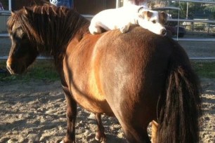 Dally the Jack Russell Terrier absolutely loves Spanky, the 7-year-old miniature pony.