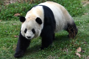 KUNMING, Feb. 11, 2015 Giant panda Sijia takes a stroll at the Yunnan Safari Park in Kunming, capital of southwest China's Yunnan Province, Feb. 11, 2015. The city's temperature arrived at 20 degrees Celsius in recent days. (Xinhua/Lin Yiguang) (Credit Image: © Lin Yiguang/Xinhua/ZUMA Wire)