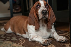 Lucy, the 10-month-old basset hound whose sparked drama at a Queens co-op.