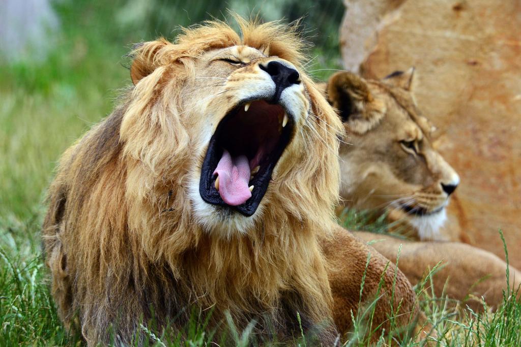 A lion yawns at the zoo in Erfurt, eastern Germany, on June 1, 2015.       AFP PHOTO / DPA / MARTIN SCHUTT   +++   GERMANY OUTMARTIN SCHUTT/AFP/Getty Images