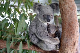 This undated handout picture taken recently by Ben Beaden and released to AFP by the Australia Zoo on June 16, 2015 shows Koala mum named "Lizzy" cuddling her baby "Phantom" at the Australia Zoo Wildlife Hospital at Beerwah in Queensland state. Lizzy is recovering well after her surgery last week while Phantom is putting on weight as well which is a great sign for the health of both mother and baby. Lizzy and Phantom were brought into the Australia Zoo Wildlife Hospital after Lizzy was hit by a car on the Warrego Highway near Coominya, west of Brisbane. AFP PHOTO / BEN BEADEN / AUSTRALIA ZOO ----EDITORS NOTE ----RESTRICTED TO EDITORIAL USE MANDATORY CREDIT " AFP PHOTO / BEN BEADEN/ AUSTRALIA ZOO " NO MARKETING - NO ADVERTISING CAMPAIGNS - DISTRIBUTED AS A SERVICE TO CLIENTS - NO ARCHIVESBEN BEADEN/AFP/Getty Images