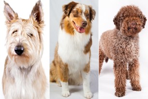 The berger Picard, the miniature American shepherd and the lagotto Romagnolo.