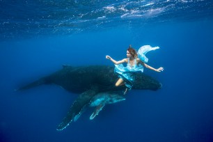 *** MANDATORY BYLINE PIC BY JEREMY FERRIS/ CATERS NEWS - (PICTURED: Tara swimming with Humpbacks in Tonga) - This is a photo shoot like youve never seen before a model in glamorous dresses surrounded by SHARKS. However, model and shark diver Liz Parkinson decided to take the plunge and get up close and personal with some of the most revered creatures of the deep. She was joined at the depths of the ocean by Australian photographer Jeremy Farris, who travelled around the world to capture this quite stunning collection. In some pictures, Liz is seen hitching a ride on the fins of the placid whale shark whilst in others she is being examined by the vicious tiger shark. SEE CATERS COPY.