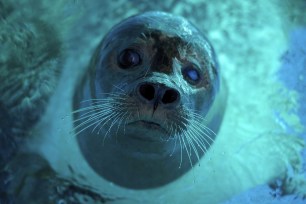 A seal cools off in a Belgrade zoo.