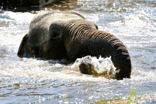 An elephant takes a bath in Munich's zoo Hellabrunn, Germany July 22, 2015. REUTERS/Michaela Rehle