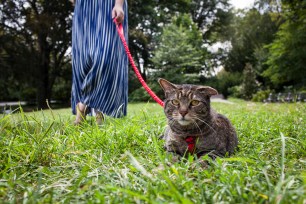The Post's Lindsay Putnam takes her cat for a walk in Fort Tryon Park.