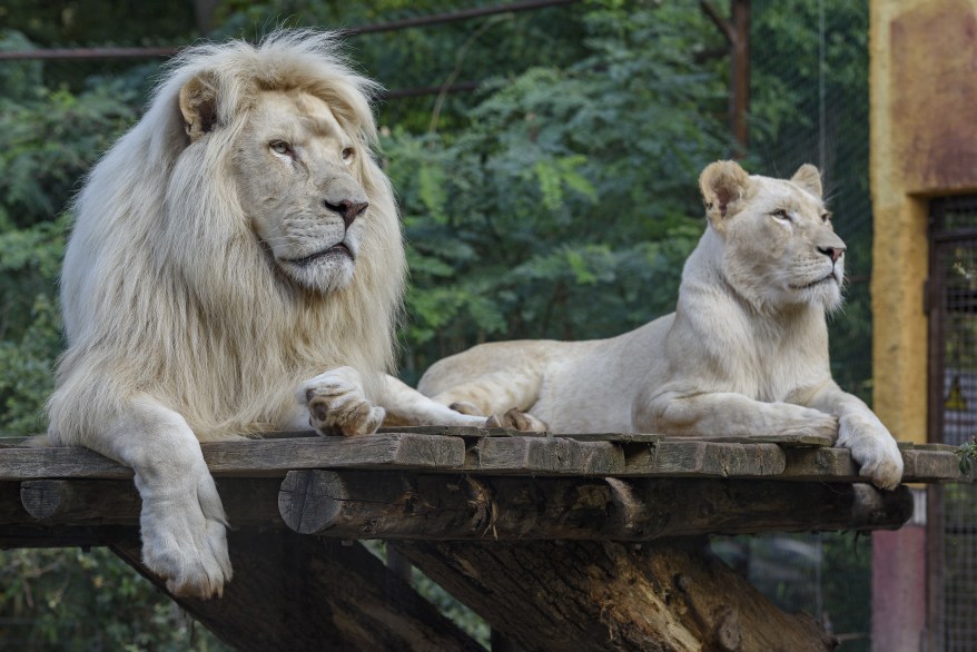 Lions lounge in a Lothringen, Germany, zoo.