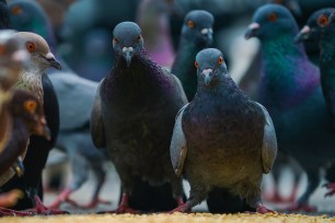 Sinister-looking pigeons feed in Kuala Lumpur, Malaysia.