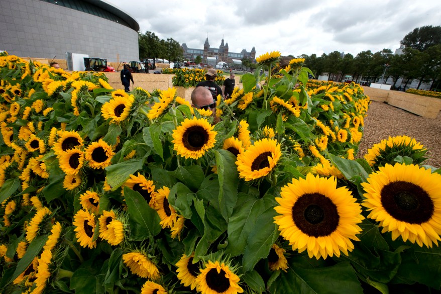 Workers construct a labyrinth with 125,000 sunflowers to mark the opening of the new entrance to the Van Gogh museum in Amsterdam on the 125th anniversary of his death.