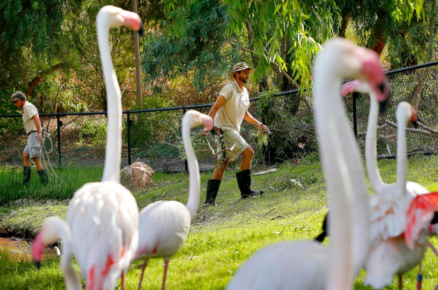 Brian Macaulay, Senior Keeper of Birds, cleans up debris from the greater flamingos exhibit at the Phoenix Zoo.
