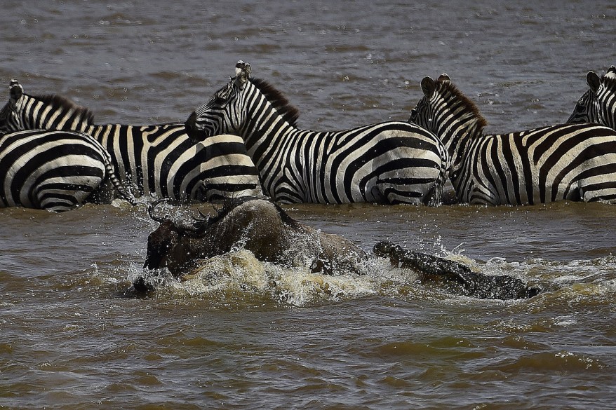 A crocodile attacks a wildebeest at a river crossing in Masai Mara, Kenya.