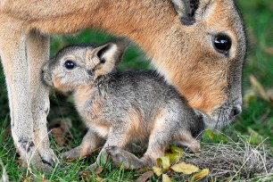 A Patagonian mara cozies up to her baby at a Whipsnade, U.K., zoo.