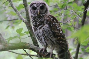 A barred owl scans the forest floor in the White River Wildlife Refuge in Arkansas.