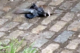 Rat fights pigeon in battle of New York’s most notorious pests